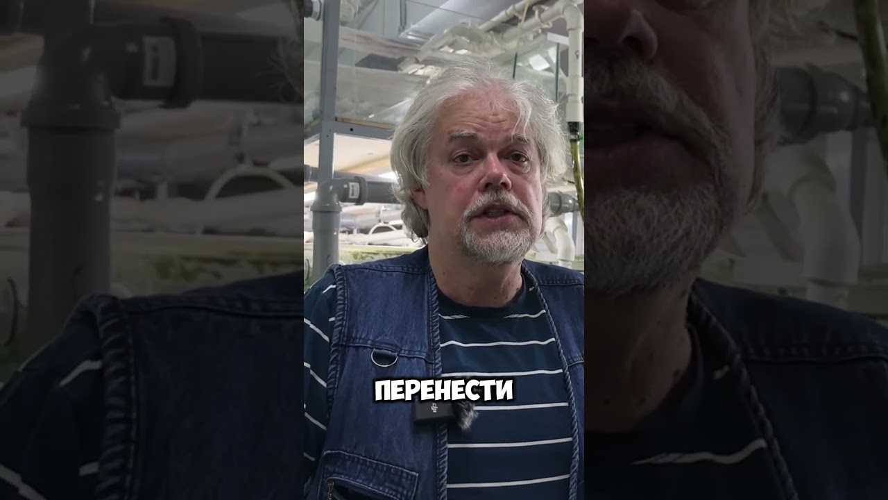 Как вырастить креветок Амано и выкормить кораллы? #аквариум #аквариумныерыбки #креветкаамано