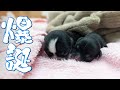 とても可愛いチワワの仔犬が産まれました😍😍😍