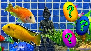 Surprise Eggs | Fugu, Parrotfish, Goldfish, Snake, Frog, Tetra Fish Surprise