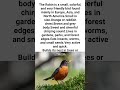 #birdspecies#Robin#studyonyoutube #learn#