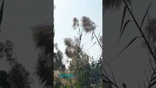 কাশফুল#natureforsleep##