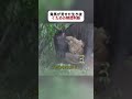 角馬が見せた生き抜くための瞬間判断 #野生動物 #サバンナ #角馬 #fyp #foryou