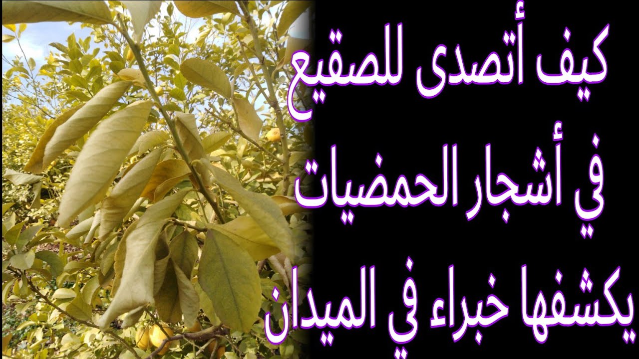 #كيف أتعامل مع موجة الصقيع في الحمضيات مع خبراء في الميدان... #
