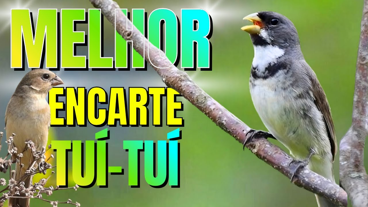 🟢 MELHOR CANTO TUI TUI PARA ENCARTE🟢🟢ÁUDIO COM FÊMEA - TURBINE SEU COLEIRO 🟢