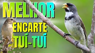 🟢 MELHOR CANTO TUI TUI PARA ENCARTE🟢🟢ÁUDIO COM FÊMEA - TURBINE SEU COLEIRO 🟢 screenshot 3