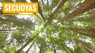 🌲 La plantación de SECUOYAS más GRANDE DE EUROPA. Secuoyas de Cabezón de la Sal (Cantabria)