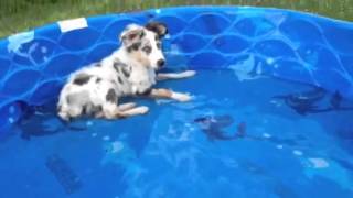 Ace, the 14 week old Australian Shepherd, loving his new baby pool by WinniesAussiePups 4,403 views 10 years ago 17 seconds