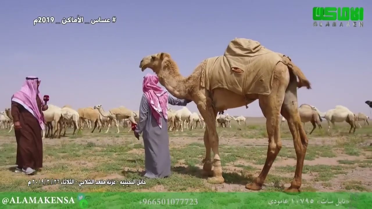 العساس في ضيافة مالك الابل : مقعد بن مرزوق الشلاحي