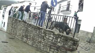 Toro Enmaromao de El Torero, El Bosque Cádiz en Benamahoma Cadiz Domingo Resurrección 12h Abril 2025