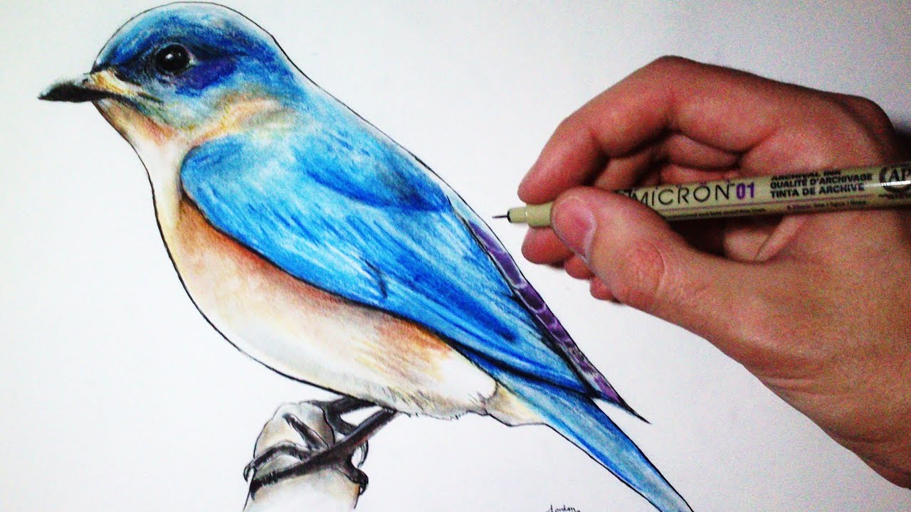 Drawing Time Lapse: Blue Bird - YouTube