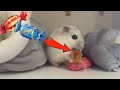 CUTE VIDEO! This is how a hamster eats candy 🐹