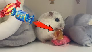 CUTE VIDEO! This is how a hamster eats candy 🐹