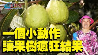 一個小動作，讓果樹瘋狂結果！