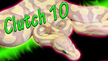 Verzamel 10 balpythons!
