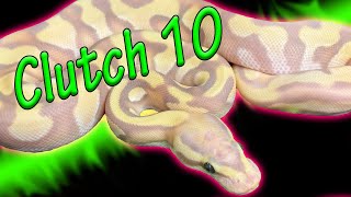 Celebrity Clutch 10 Ball Pythons! Net Worth