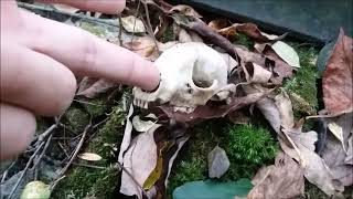 Exploring Old Railroad At Sampson State Park | 2019
Exploring Old Railroad At Sampson State Park | 2019 Exploring Old Railroad At Sampson State Park | 2019
