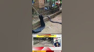 വീട്ടുവളപ്പിൽ രാജവെമ്പാല; കണ്ണൂരിൽ പാമ്പിനെ പിടികൂടി ഉൾവനത്തിൽ തുറന്നുവിട്ടു