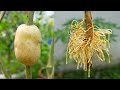 Effective of potato on lemon tree propagation  an excellent method