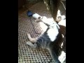 Cat playing in the sun light