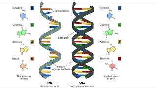 Rna Nedir ? Ribonükleik Asit Ve Canlılık Bağlantısı
