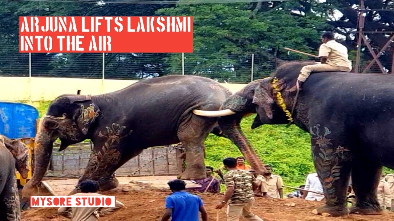 Jumboo Savari Elephant Lakshmi refuses to leave Mysore Palace Arjuna Lifts Lakshmi
