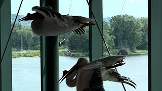 Match Highlights National Eagle Center — Wabasha, MN