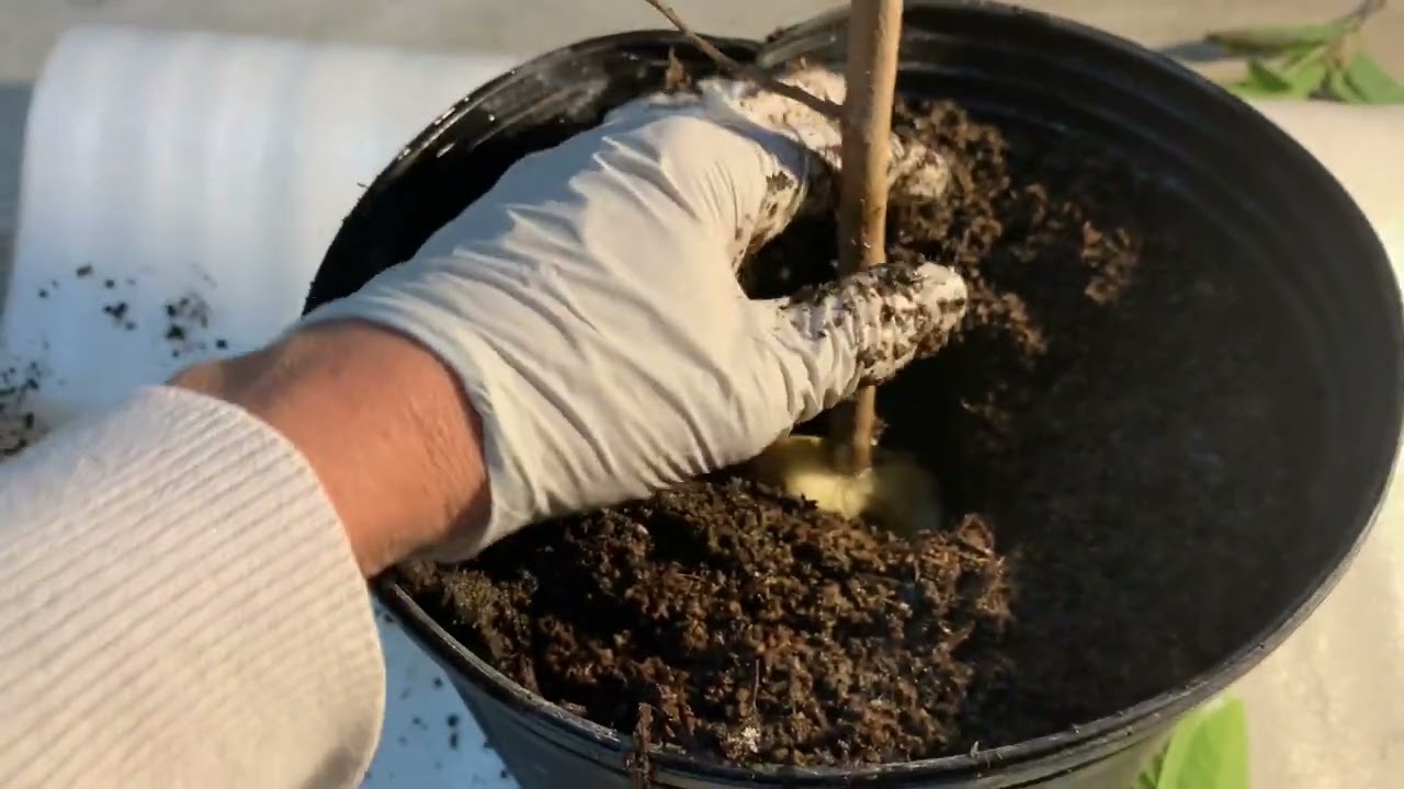 Bí Quyết Cho Cây Măng Có nhiều trái to . Trong thân cây