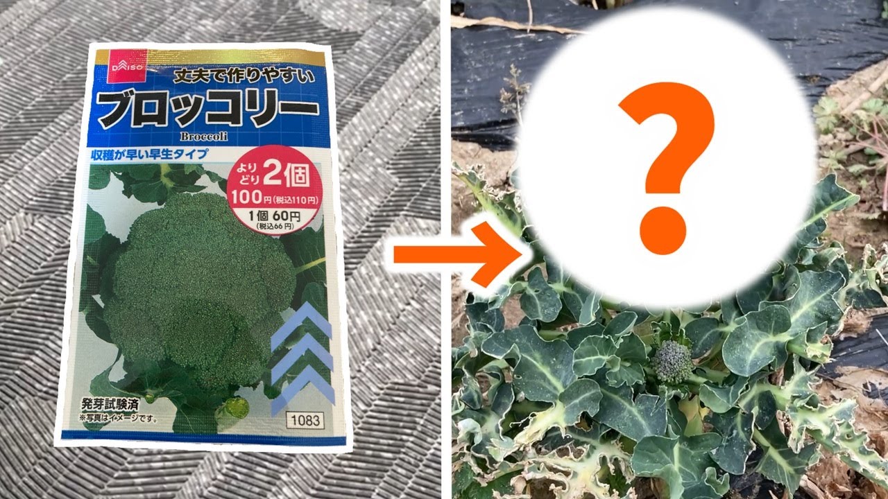 【検証】秋冬ブロッコリーは9月に種まきしても収穫できるのか？｜遅まきチャレンジ｜種まき→越冬→収穫【家庭菜園｜ダイソーの種｜秋冬野菜｜栽培記録】