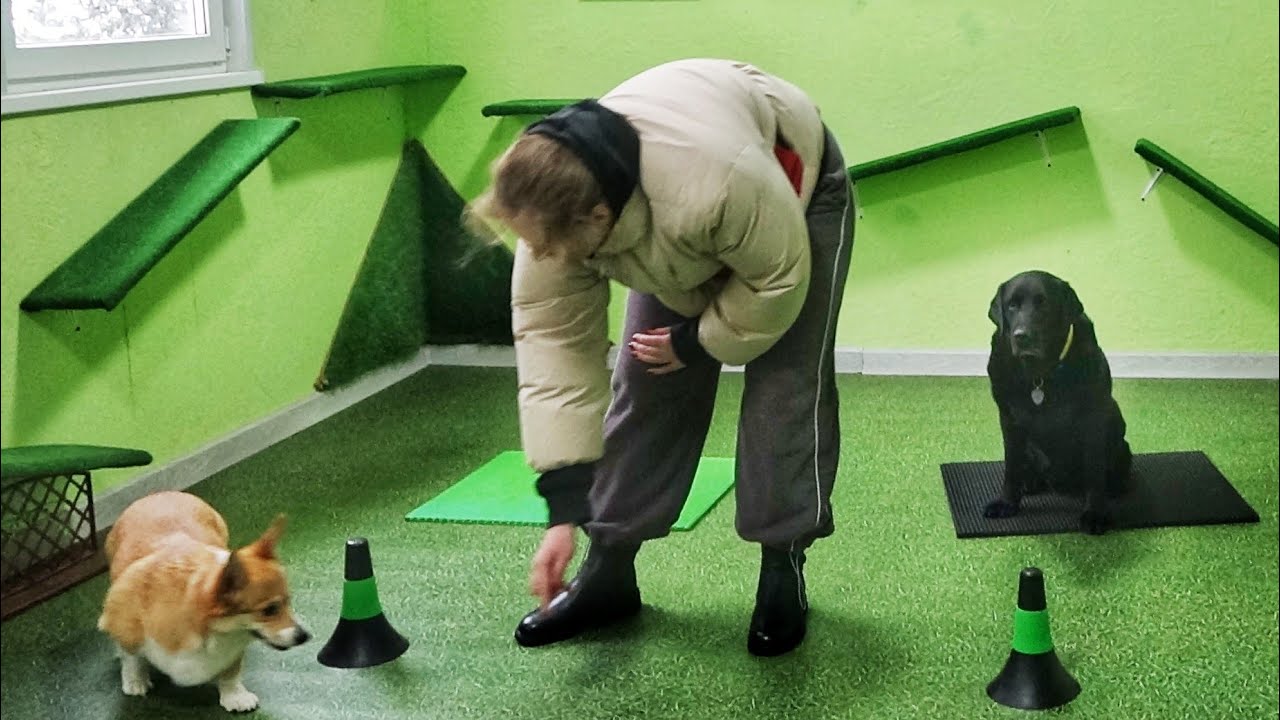 Урок с собакой-учителем. Своенравная корги
