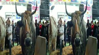 SALON DE L'AGRICULTURE 2013 ( 50ème anniversaire / souvenir) en 3D #01