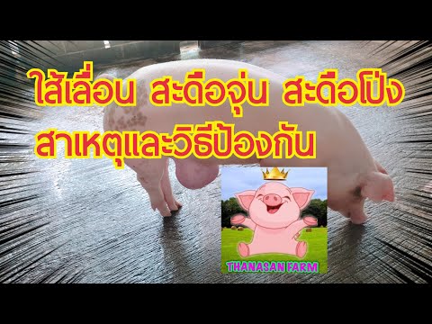 หมูสะดือโป่ง หมูสะดือจุ่น สาเหตุและวิธีป้องกัน#ธนสารฟาร์ม #คนเลี้ยงหมู #เรื่องเล่า