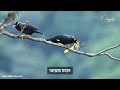 টুনটুনি বুলবুলি হেসে খেলে যায় | TunTuni Bulbuli Hese Khele Jay | Bangla Gojol Lyrics Mp3 Song