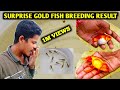 Suprise goldfish breeding | Goldfish breeding | Goldfish fry care | Tamil