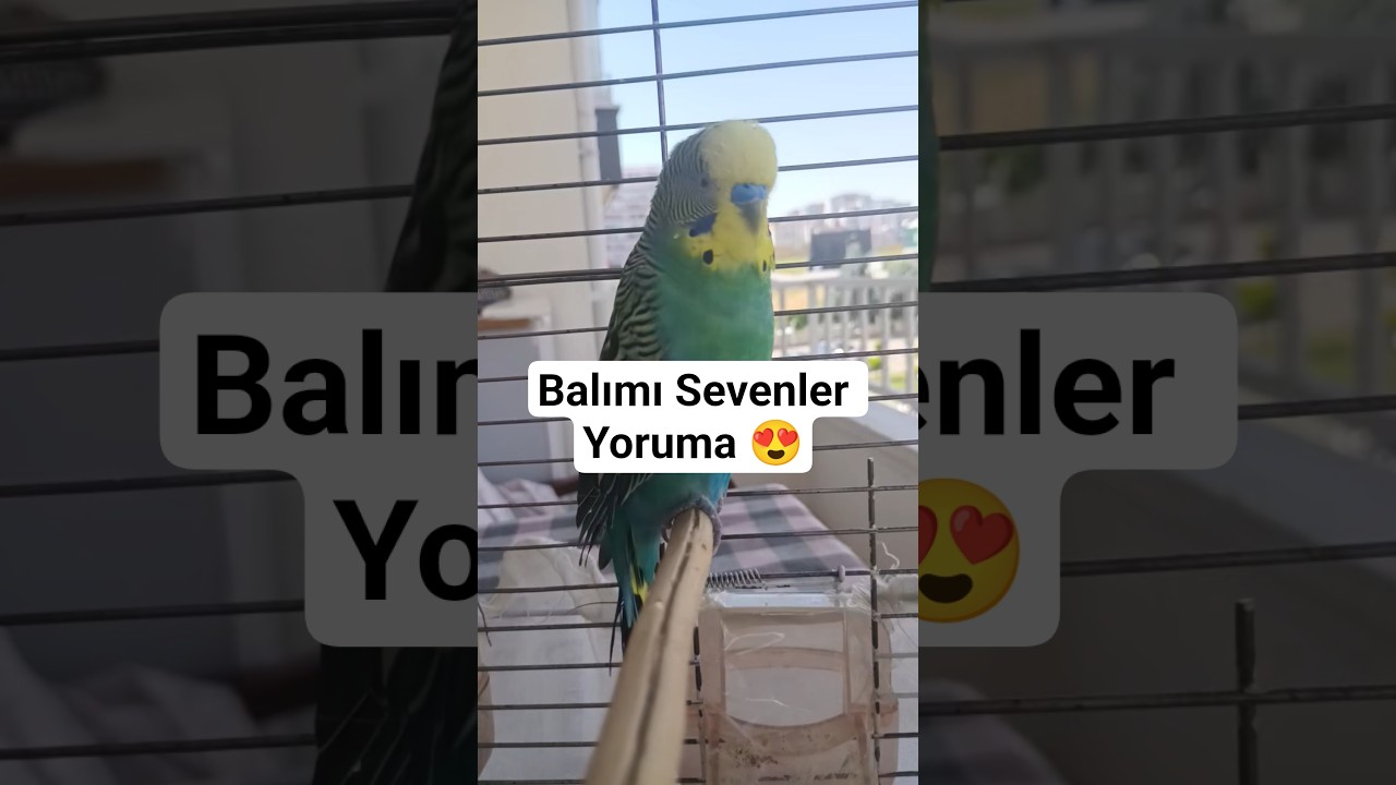 Balımla Sabah Sohbeti #budgies #birds #vogel #parrot #konuşankuş #talkingparot #konuşanmuhabbetkuşu