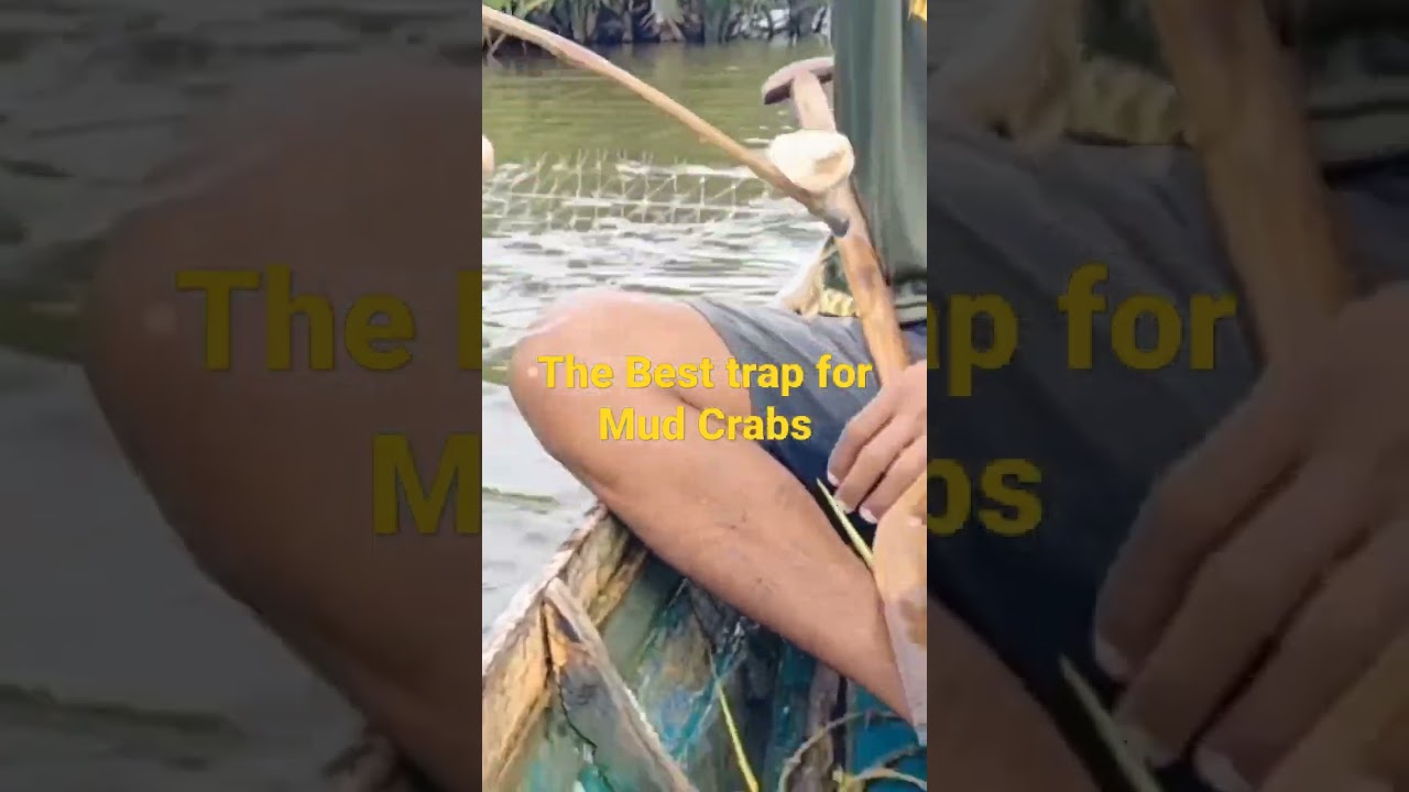 The Best Trap for Mud Crabs.