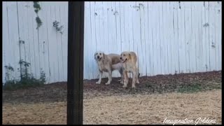 Breeding Golden Retrievers - Informational by Imagination Goldens 38 views 1 year ago 5 minutes, 5 seconds