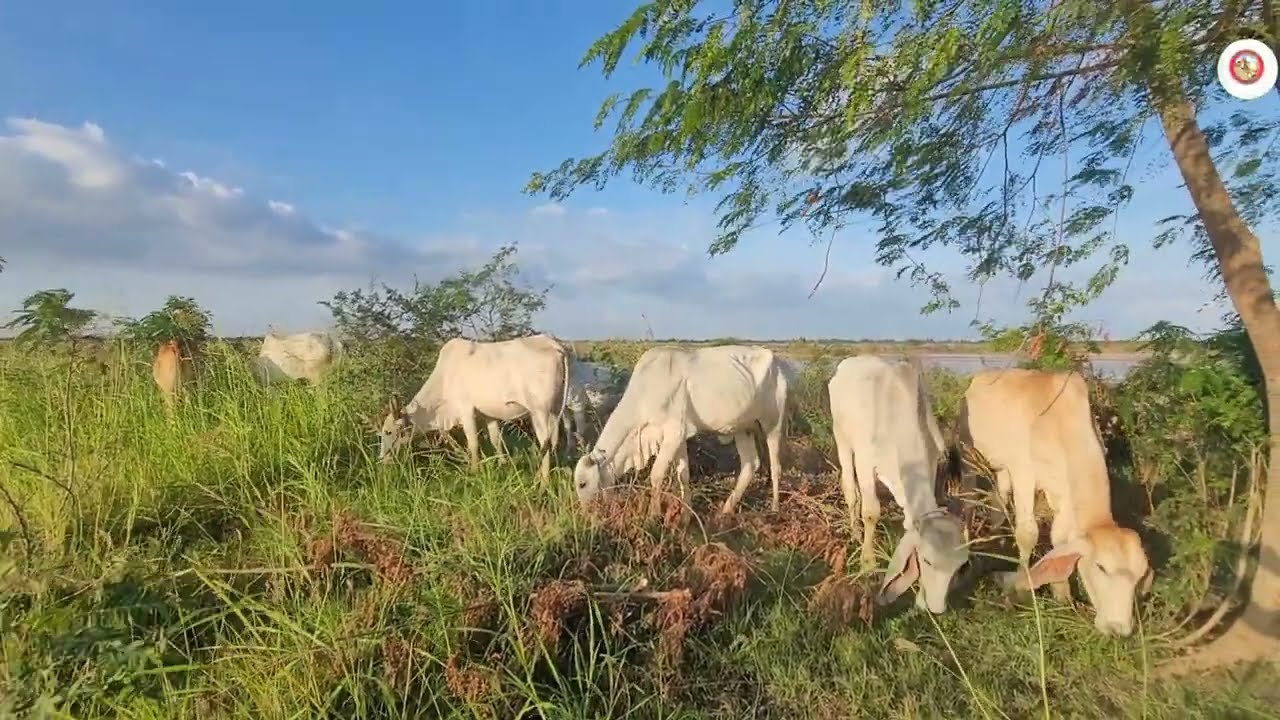 គោមួយក្រុមនេះគឺពូជខ្មែរច្រើន