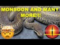 25k monsoon and mind blowing ball python combos at mutation creation
