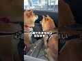 飼い主と片時も離れたくない豆柴姉妹 #Shorts