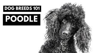 Poodles 101: Everything You NEED to Know About This Elegant Breed