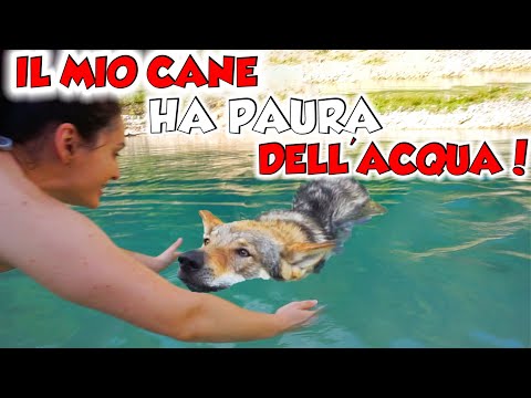 Video: Come Insegnare A Un Cane A Nuotare?