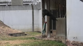 My mischief! by Gin 俺の悪戯ジン　Chimpanzee  Tama Zoological Park