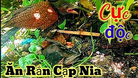 Bắt Rắn Cạp Nia - Huấn Luyện Chim Bìm Bịp Săn Mồi