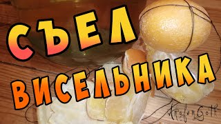 видео: Дегустация апельсинового висельника. Апельсин в самогоне. картинка: Дегустация апельсинового висельника. Апельсин в самогоне.