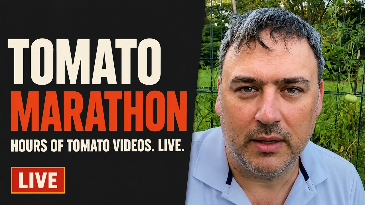 Tomato Marathon — Hours of Tomato Videos, Live