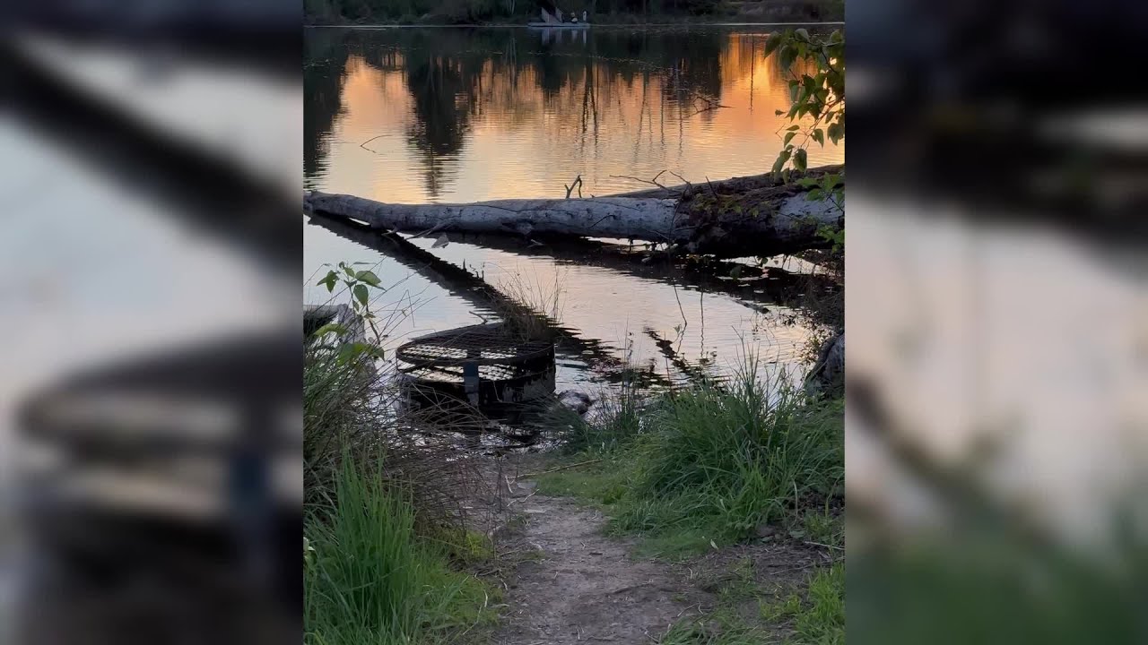 Up-close beaver encounter in Portland
