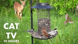 Backyard Jays, Finches, Ravens and a Surprise Guest! - 10 Hour Cat TV for Pets - Jun 06, 2024