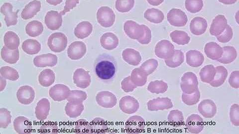 Como identificar leucócitos?