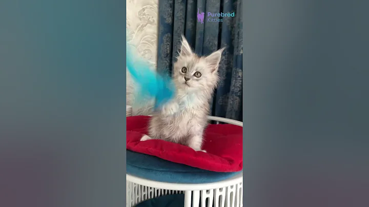 Video 8140051: silver maine coon kitten, silver male maine coon, white male maine coon, gorgeous maine coon, mainecoon