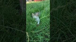 летняя жара#shorts